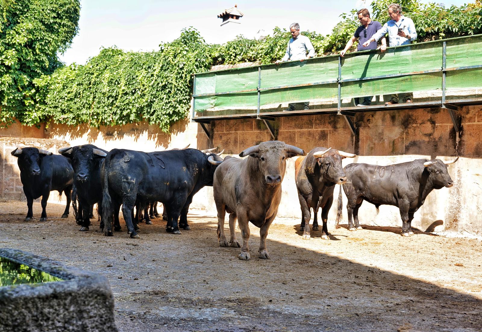 CORRIDA JUAN PEDRO