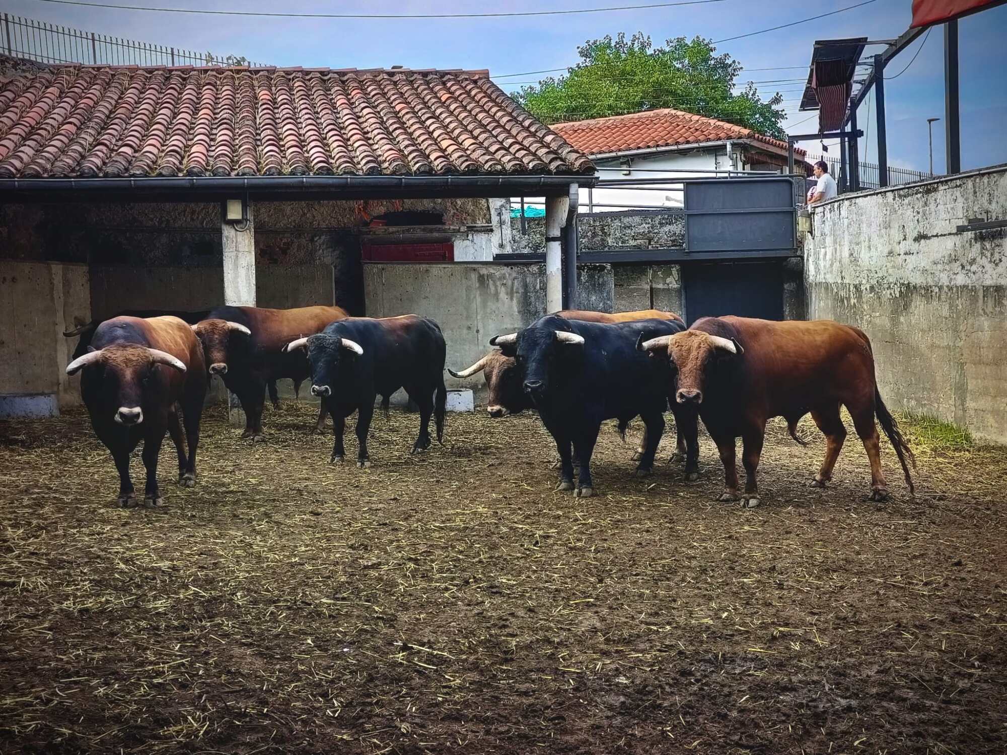 NOVILLADA MONTEALTO NOVILLADA MONTEALTO